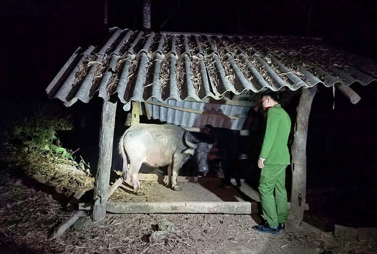 Công an đã bàn giao con trâu cho chủ sở hữu.