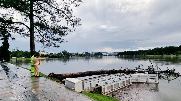 Cây xanh đường kính khá lớn ngã đè cây cầu chữ Y trên hồ Xuân Hương.