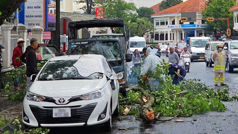 Xử lý hiện trường cây xanh ngã đổ sau trận mưa lớn chiều 23/6 tại Đà Lạt.