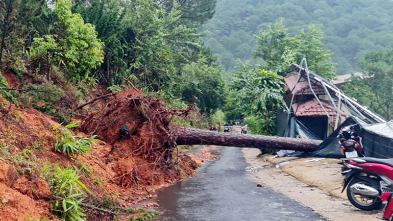 Thông cổ thụ ngã đổ làm sập nhà kính ở đường Đặng Thái Thân, thành phố Đà Lạt. Thông cổ thụ ngã đổ làm sập nhà kính ở đường Đặng Thái Thân, thành phố Đà Lạt.