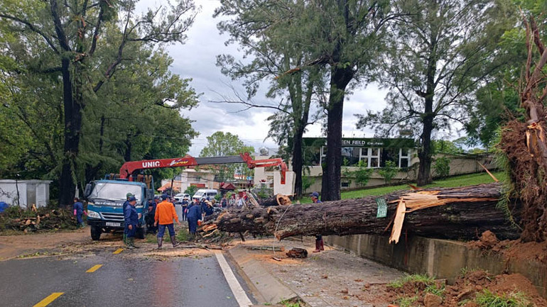 Xử lý cây xanh bị ngã đổ.