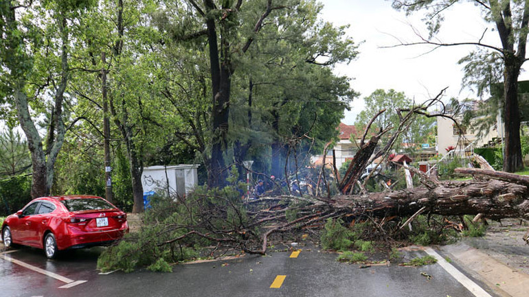 Trận mưa lớn chiều 23/6 làm nhiều cây xanh tại trung tâm thành phố Đà Lạt bị đổ. Trận mưa lớn chiều 23/6 làm nhiều cây xanh tại trung tâm thành phố Đà Lạt bị đổ.