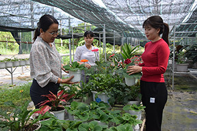 Nhân viên Trung tâm Ứng dụng nông nghiệp công nghệ cao tỉnh Đồng Tháp thăm vườn cây khảo sát và cây mẫu. (Ảnh: HỮU NGHĨA)