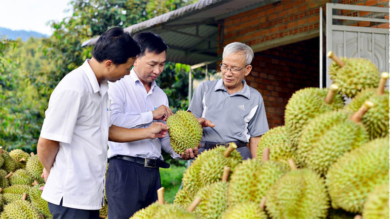 Sầu riêng Lâm Đồng được thị trường đánh giá cao về chất lượng.