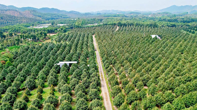 Cây sầu riêng phát triển khá mạnh thời gian qua tại Lâm Đồng.