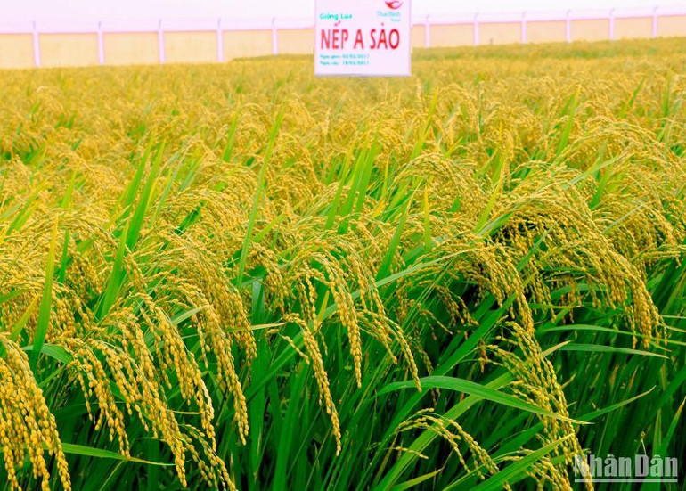 Giống lúa Nếp A Sào thuộc bản quyền của Tập đoàn ThaiBinh Seed, giống được công nhận lưu hành năm 2020. Giống lúa Nếp A Sào thuộc bản quyền của Tập đoàn ThaiBinh Seed, giống được công nhận lưu hành năm 2020.