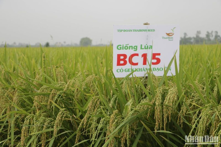 Giống lúa BC15 có gen kháng bệnh đạo ôn được nông dân nhiều vùng miền trên cả nước ưa chuộng. Giống lúa BC15 có gen kháng bệnh đạo ôn được nông dân nhiều vùng miền trên cả nước ưa chuộng.