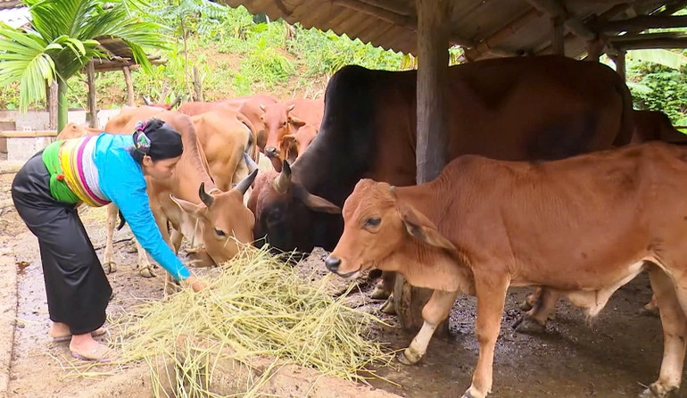 Nông dân huyện Lang Chánh chăm sóc gia súc.