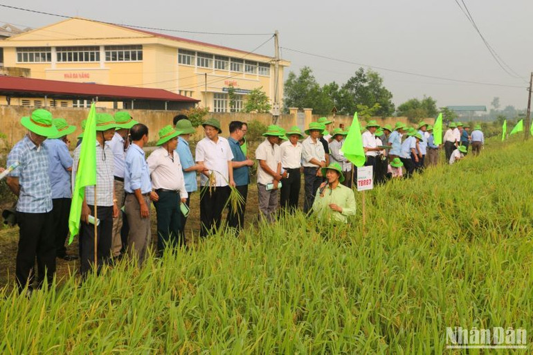 Theo đánh giá, các giống lúa khảo nghiệm, trình diễn trong vụ đông xuân năm nay đều chống chịu sâu bệnh tốt, cho năng suất cao hơn giống đại trà khác.