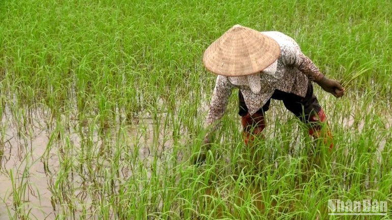 Các địa phương có diện tích lúa ngập úng đang khẩn trương tiến hành dặm tỉa hoặc gieo cấy bổ sung.