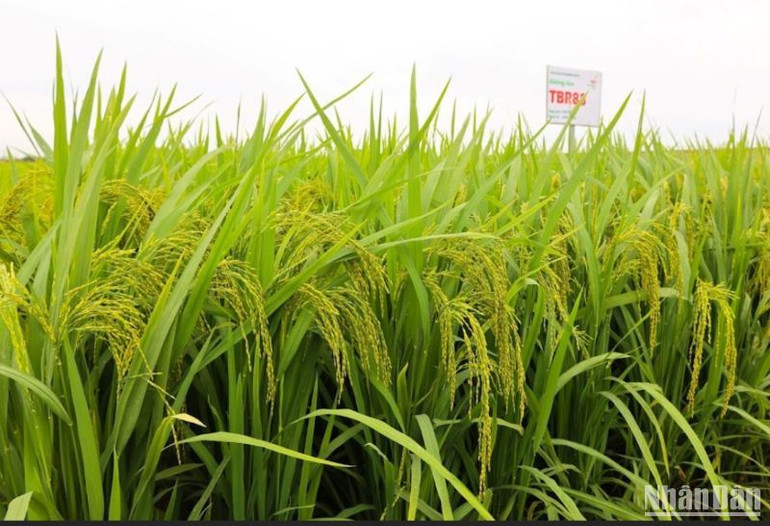 TBR88 là giống lúa thuần chịu thâm canh cao, cấy được cả 2 vụ trong năm.