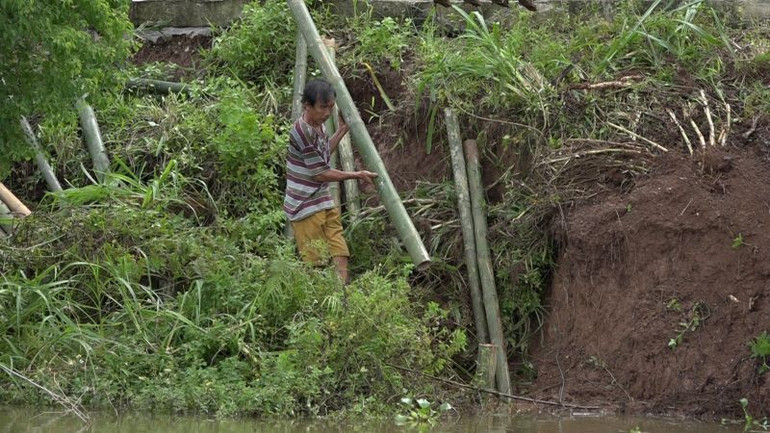 Sử dụng cọc tre xử lý giờ đầu tại mái đê sạt trượt. (Ảnh: Đài Phát thanh-Truyền hình huyện Vũ Thư cung cấp)