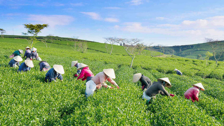 Bát ngát đồi chè ở huyện Bảo Lâm, tỉnh Lâm Đồng.