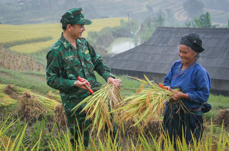 Cán bộ, chiến sĩ Đồn Biên phòng Thàng Tín (xã Pố Lồ, huyện Hoàng Su Phì, tỉnh Hà Giang) giúp đồng bào thu hoạch lúa. (Ảnh: TTXVN)