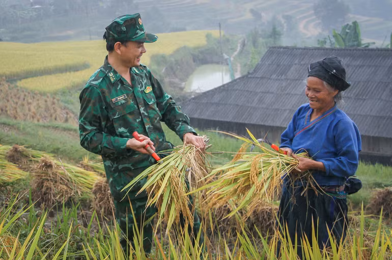Cán bộ, chiến sĩ Đồn Biên phòng Thàng Tín (xã Pố Lồ, huyện Hoàng Su Phì, tỉnh Hà Giang) giúp đồng bào thu hoạch lúa. (Ảnh: TTXVN)