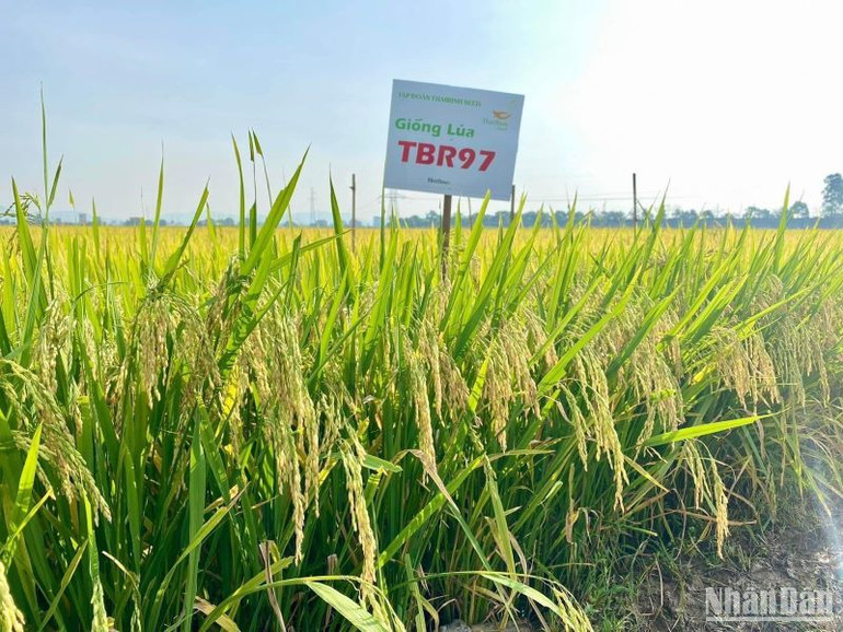 Giống lúa TBR97 trồng ở huyện Nam Đàn (tỉnh Nghệ An) sinh trưởng, phát triển tốt.