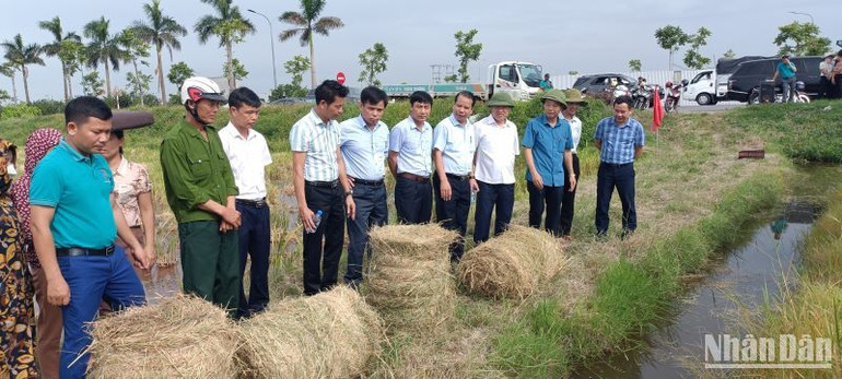 Những cuộn rơm trên cánh đồng xã Vũ Quý (huyện Kiến Xương, tỉnh Thái Bình) sau khi được xử lý bằng máy cuộn rơm PT-CR 57.1.