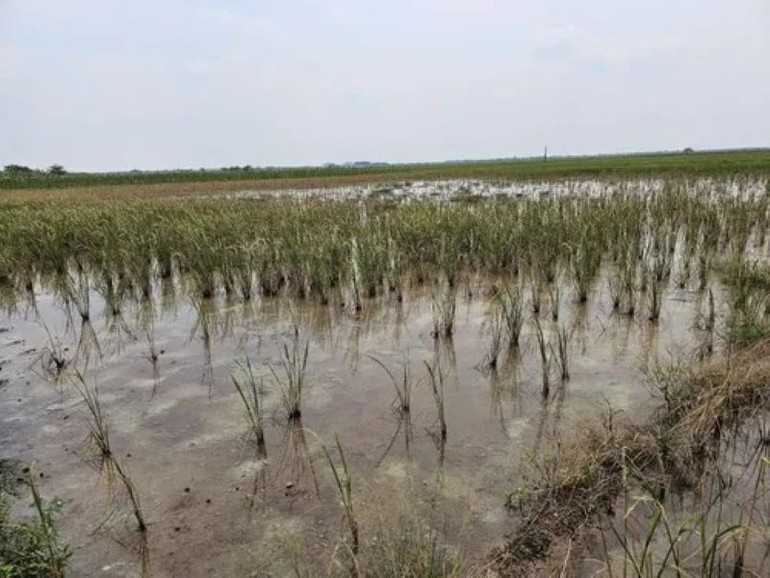Chính quyền xã An Tân cho biết, Sở Tài nguyên và Môi trường tỉnh Thái Bình đã về lấy mẫu đất, mẫu nước tại 5 thôn để xác định mức độ ô nhiễm chua mặn. (Ảnh người dân cung cấp).
