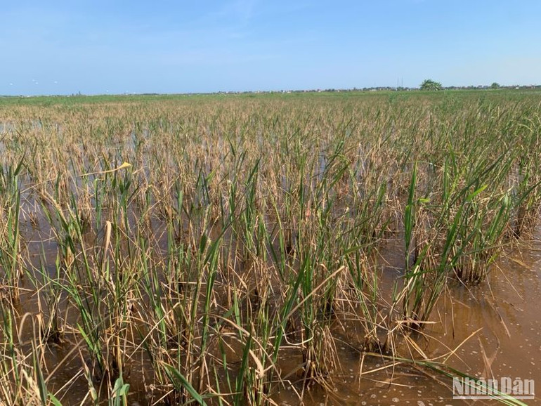 Cần phải rút kinh nghiệm, tổ chức lại sản xuất, tránh tái diễn tình trạng sản xuất như hiện nay tại các khu vực đất có nguồn gốc chua mặn ở huyện Thái Thụy.