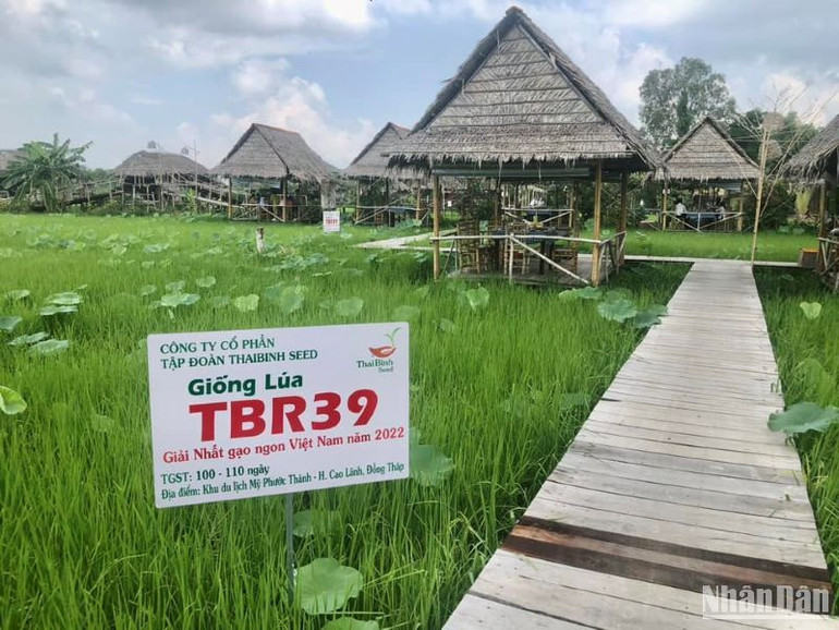 Giống lúa thuần TBR39 từng đoạt giải Nhất cuộc thi Gạo ngon Việt Nam năm 2022.