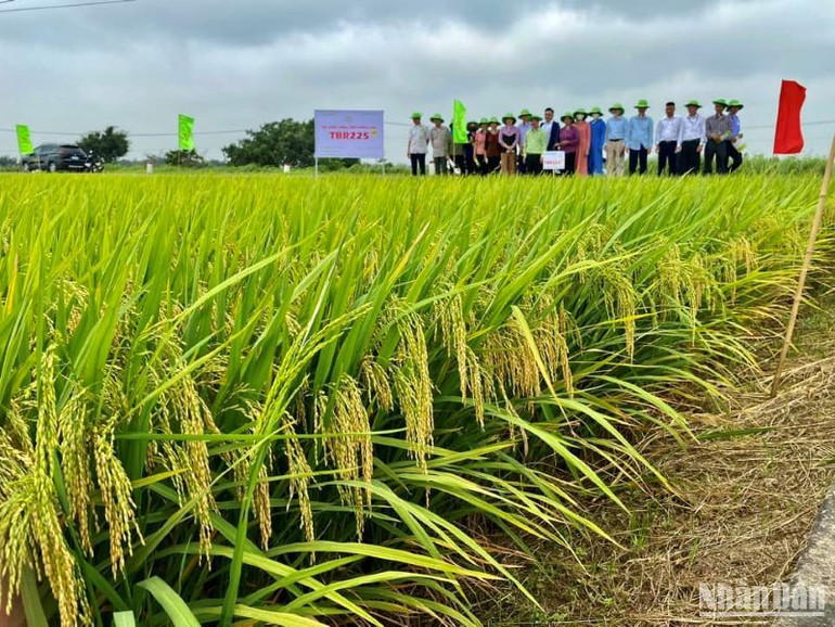 Giống TBR 225 trồng tại huyện Phúc Thọ (thành phố Hà Nội) cho năng suất 68 tạ/ha.