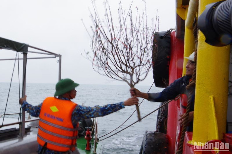 Đào Tết được chiến sĩ Hải đội biên phòng 2 chuyển từ tàu sang giàn khoan mỏ khí Thái Bình.