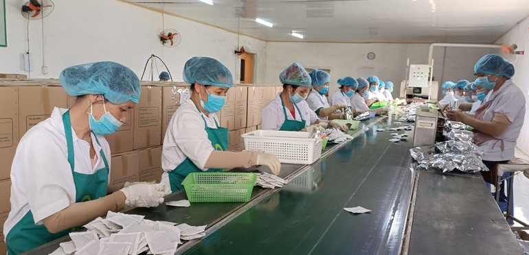 Nhờ có 3 sản phẩm OCOP đạt 4 sao, nên việc sản xuất, kinh doanh của Công ty Thái Hưng (huyện Quỳnh Phụ, tỉnh Thái Bình) tăng trưởng khá.