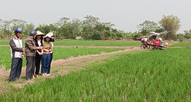 Tỉnh Thái Bình hiện đã có hơn 1.700 hộ dân tích tụ ruộng đất để sản xuất lớn.