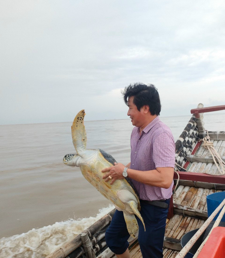 Thả vích biển về môi trường tự nhiên.