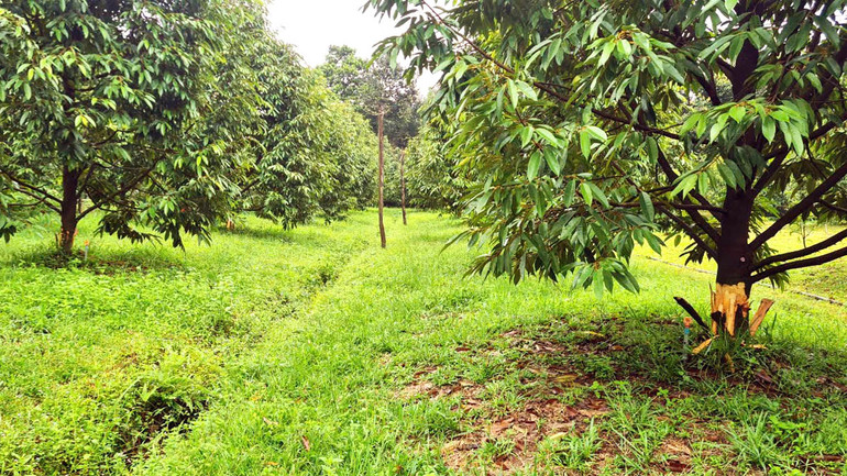 Vườn sầu riêng của gia đình anh Trung bị kẻ gian phá hoại.