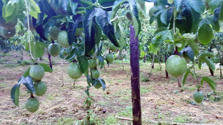 Vườn mác mác của gia đình ông Dũng trồng hơn 6 tháng, đang đạt năng suất tốt.