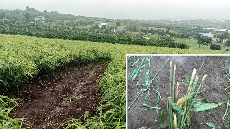 11 ô đất trồng gừng, tương đương khoảng 1.000m2 của gia đình anh Tuấn bị nhổ trộm.