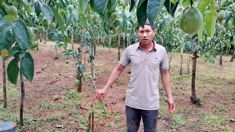 Ông Dũng bên gốc mác mác bị kẻ gian cắt ngang thân.