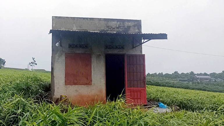 Để đề phòng sự việc tái diễn, chủ vườn đã cắt cử người ngủ lại trong căn nhà tại vườn gừng.