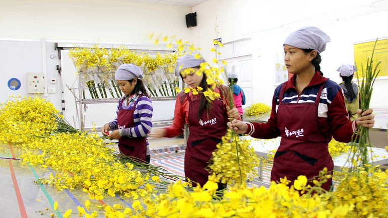 Đồng bào dân tộc thiểu số tham gia chuỗi sản xuất-kinh doanh trong nông nghiệp công nghệ cao tại huyện Đức Trọng, Lâm Đồng. Đồng bào dân tộc thiểu số tham gia chuỗi sản xuất-kinh doanh trong nông nghiệp công nghệ cao tại huyện Đức Trọng, Lâm Đồng.