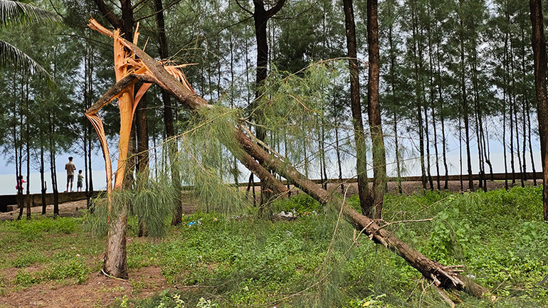 Phi lao ven biển bị gãy, đổ.