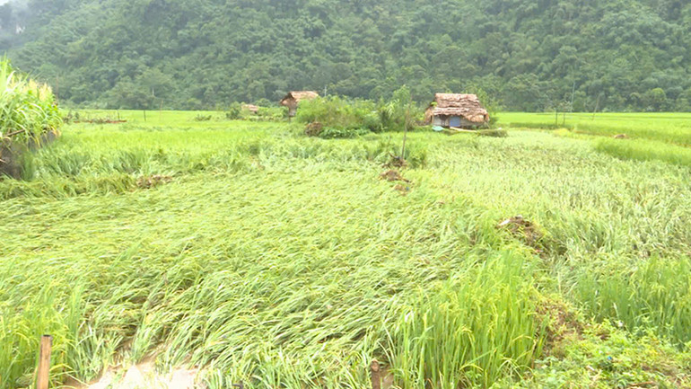 Lúa ở vùng thượng du Thanh Hóa bị mưa lũ cuốn đổ.