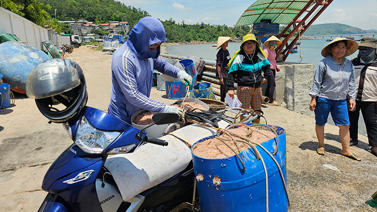 Người dân Thanh Hóa vận chuyển hải sản.