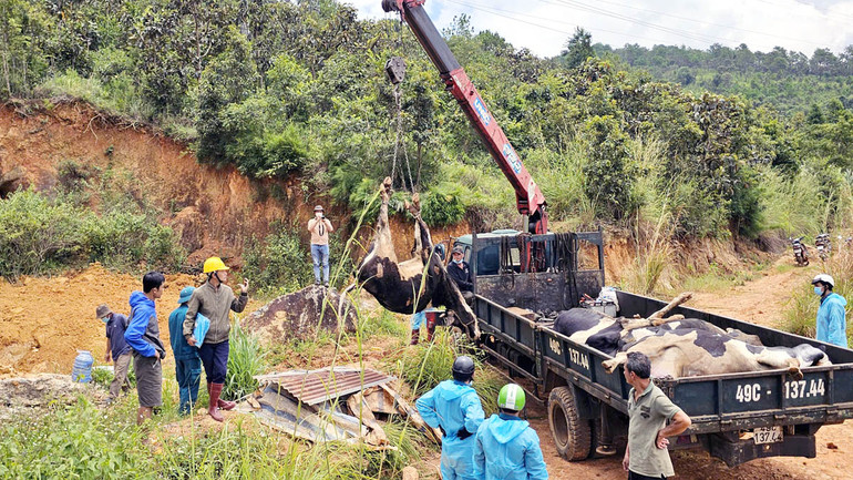 Đến chiều 12/8, toàn tỉnh Lâm Đồng ghi nhận 5.350 con bò phát bệnh, trong đó 237 con chết.