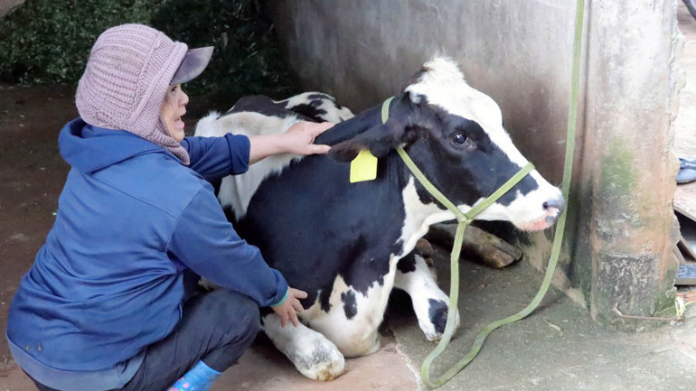 Bà Hồng tỏ ra đau xót khi nhìn ánh mắt con bò sữa trang trại của gia đình đang kiệt sức.