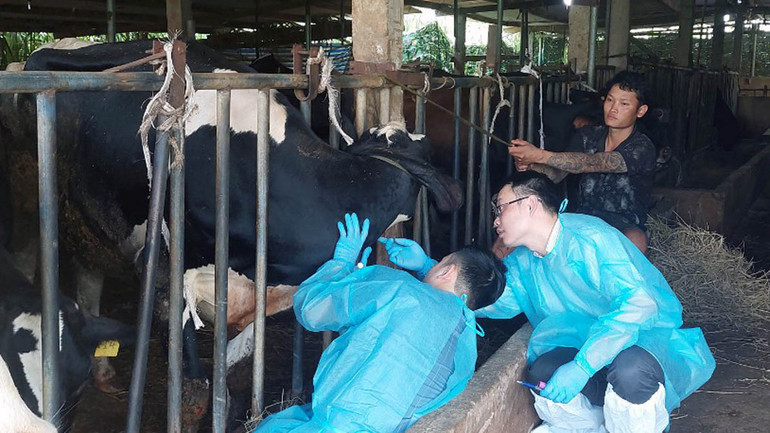 Cơ quan chức năng kiểm tra tình trạng bò sữa bị bệnh tiêu chảy tại Lâm Đồng.