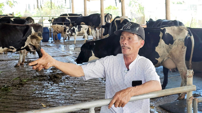 Ông Tuân lo lắng vì đàn bò của gia đình đang bị bệnh, nguy cơ "trắng tay".