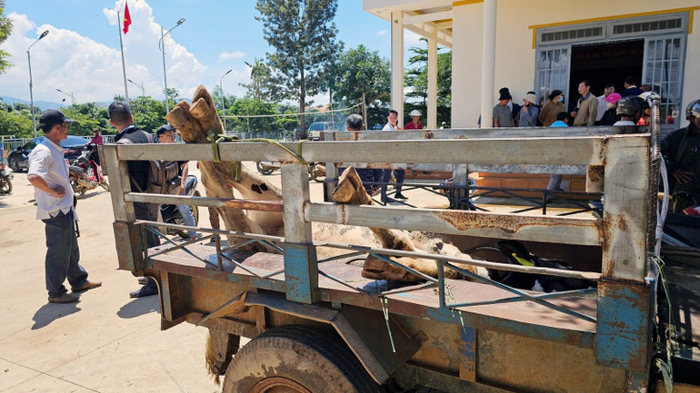 Những chuyến xe công nông vẫn chực chờ để vận chuyển bò chết tiêu hủy theo quy định.