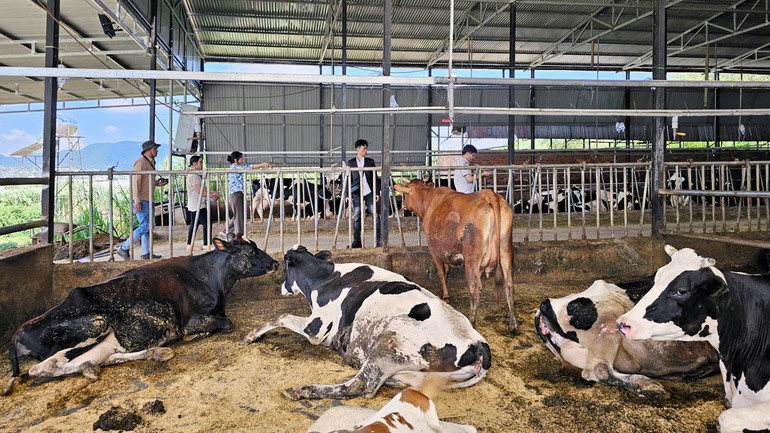 Người dân phản ánh, sau khi tiêm vaccine, bò sữa bị tiêu chảy, sốt, bỏ ăn, suy kiệt và nhiều con chết.