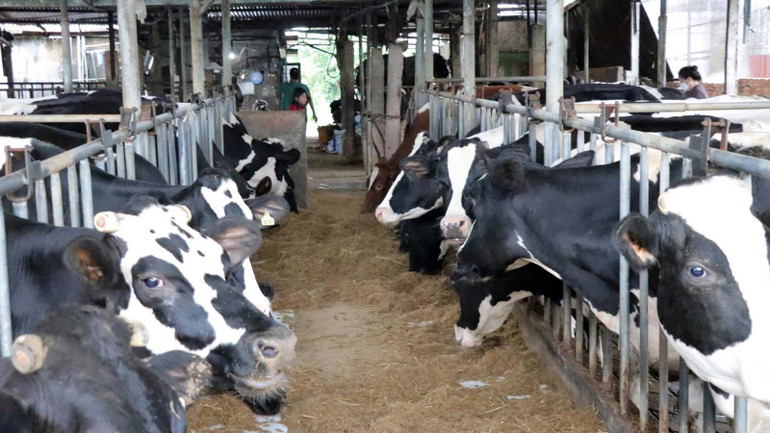 Tỉnh Lâm Đồng yêu cầu cơ quan chức năng và địa phương tập trung đồng bộ các giải pháp kiểm soát, xử lý dứt điểm; không để bệnh kéo dài, lây lan và phát sinh các điểm phát bệnh mới.