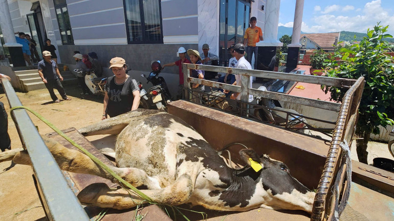 Người chăn nuôi phản ánh tình trạng bò sữa bị chết sau khi tiêm vaccine phòng bệnh viêm da nổi cục.