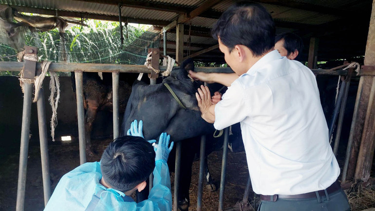 Đoàn công tác Cục Thú y, Chi cục Thú y vùng 5 và vùng 6 thực tế tại trang trại chăn nuôi bò sữa trên địa bàn huyện Đức Trọng và Đơn Dương.
