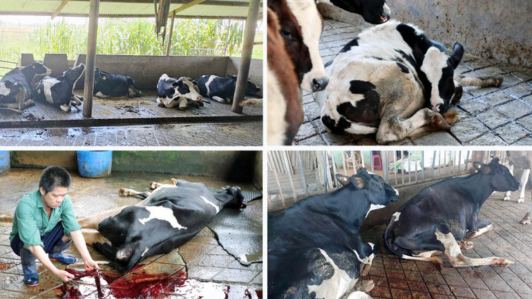 Nhiều người chăn nuôi tỏ ra bất lực khi chứng kiến những con bò sữa bị tiêu chảy, bỏ ăn và kiệt sức...