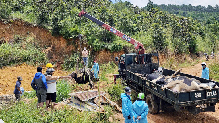Lực lượng chức năng hỗ trợ vận chuyển, tiêu hủy theo quy định những con bò sữa chết tại xã Hiệp Thạnh, huyện Đức Trọng, Lâm Đồng.