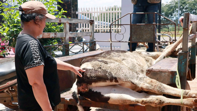 Bò sữa của người dân tại huyện Đức Trọng bị chết sau ít ngày tiêm vaccine phòng bệnh viêm da nổi cục.